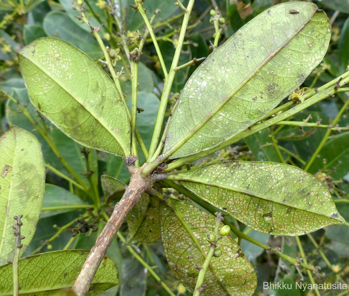 Semecarpus coriaceus Thwaites